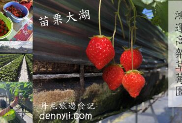 【苗栗大湖】大湖鴻運高架草莓園｜Google高評價草莓園 有機栽種草莓