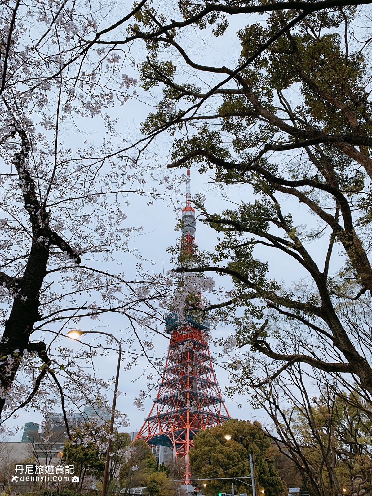 東京鐵塔旁芝公園賞櫻點