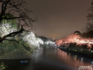 東京千鳥之淵櫻花季夜櫻美景