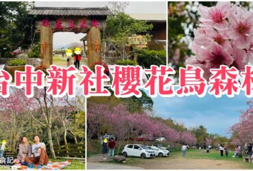 【台中新社】櫻花鳥森林|必訪粉櫻步道、最佳野餐區