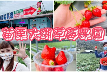 【苗栗】大湖草莓果園|Google評價五顆星草莓園推薦