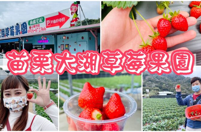 【苗栗】大湖草莓果園|Google評價五顆星草莓園推薦