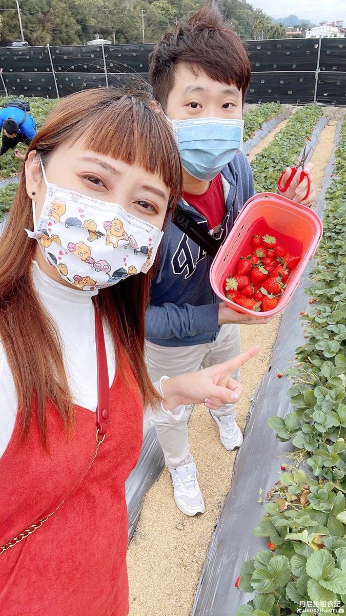 苗栗大湖草莓果園