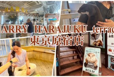 【東京原宿】HARRY HARAJUKU terrace｜超人氣水獺互動咖啡廳