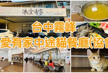 【台中霧峰】浪愛有家中途貓餐廳(協會)|火鍋吃到飽結合貓咪送養的地方